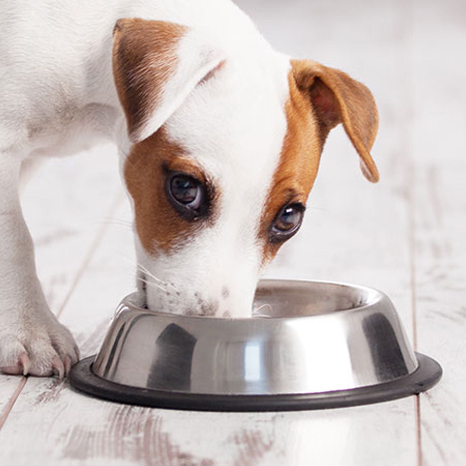 2 Pack Stainless Steel 32 Oz. & 16 Oz. Pet Bowl - Dog Cat Food Bowls