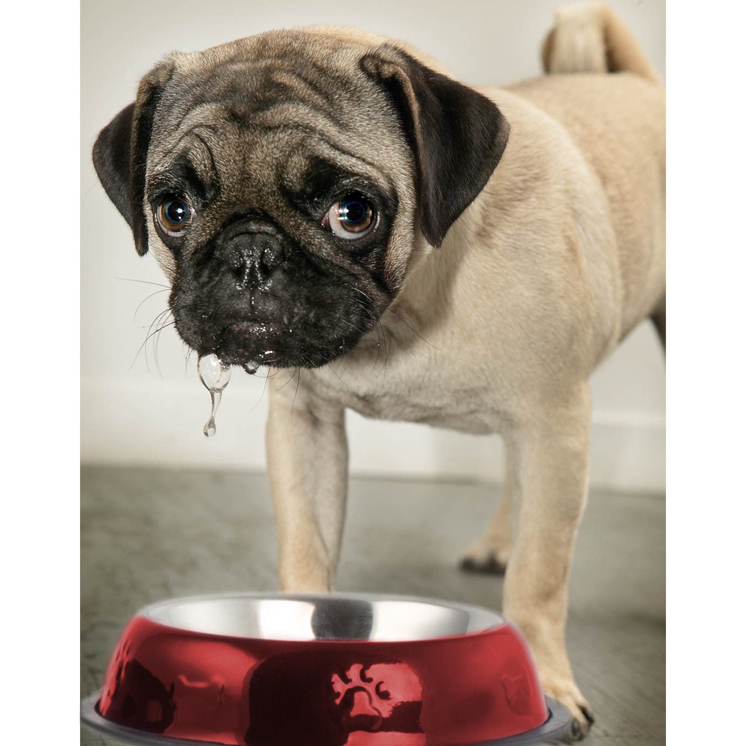 2 Pack Stainless Steel Dark Blue 16 Oz. Pet Bowl - Dog Cat Food Bowls