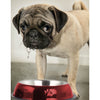 2 Pack Stainless Steel Dark Blue 16 Oz. Pet Bowl - Dog Cat Food Bowls