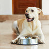 2 Pack Stainless Steel 16 Oz. Pet Bowl - Stainless Steel Dog Cat Food Bowls